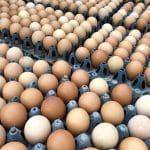 סיפור ההמשך למחאת הקוטג’? האינפלציה האמריקאית דרך מחיר הביצים