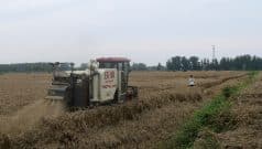 SKN | מחירי החיטה מטפסים לשיא של שלושה חודשים על רקע תקוות לביקוש סיני — אך היצע עולמי רב מעיב