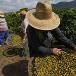 SKN | האם ברזיל יכולה למנוע אובדן נתח שוק בקפה הנמס בארה״ב כל עוד המכסים נשארים על כנם?
