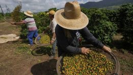 SKN | האם ברזיל יכולה למנוע אובדן נתח שוק בקפה הנמס בארה״ב כל עוד המכסים נשארים על כנם?