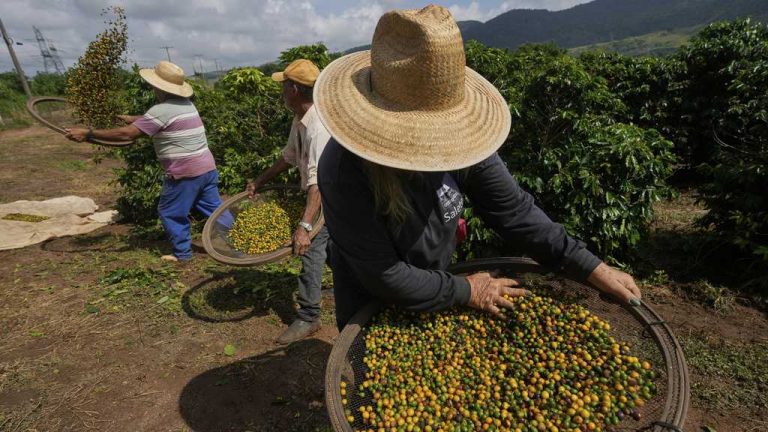 SKN | האם ברזיל יכולה למנוע אובדן נתח שוק בקפה הנמס בארה״ב כל עוד המכסים נשארים על כנם?