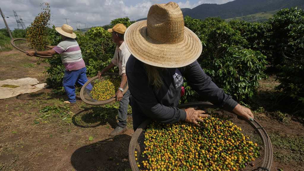 SKN | האם ברזיל יכולה למנוע אובדן נתח שוק בקפה הנמס בארה״ב כל עוד המכסים נשארים על כנם?