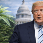 SKN | האם וושינגטון סוף־סוף מרככת את עמדתה כלפי קנאביס כאשר טראמפ מאותת על שינוי רגולטורי?