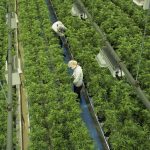 SKN | האם הראלי הפתאומי ב־Roundhill Cannabis ETF מסמן נקודת מפנה אמיתית עבור הסקטור?