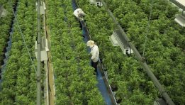 SKN | האם הראלי הפתאומי ב־Roundhill Cannabis ETF מסמן נקודת מפנה אמיתית עבור הסקטור?