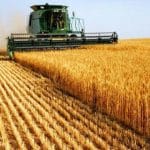 SKN | האם מחיר החיטה מתייצב — או לקראת ירידות נוספות על רקע לחץ מתמשך מצד ההיצע הגלובלי?