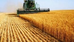 SKN | האם מחיר החיטה מתייצב — או לקראת ירידות נוספות על רקע לחץ מתמשך מצד ההיצע הגלובלי?