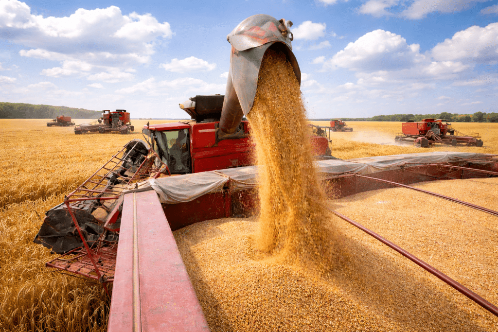 SKN | האם מחירי המזון עומדים לזנק? שיבושי מלחמה מעלים את שווקי החיטה, שמן הדקל והתירס