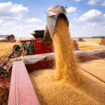 SKN | האם מחירי המזון עומדים לזנק? שיבושי מלחמה מעלים את שווקי החיטה, שמן הדקל והתירס