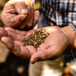 SKN | קרן הסל על זהב צוברת מומנטום — האם iShares Gold Trust (IAU) משקפת ביקוש מחודש לנכסי מקלט?